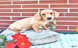 Miniature Dachshund dogs for sale: Twinkle - Image 13