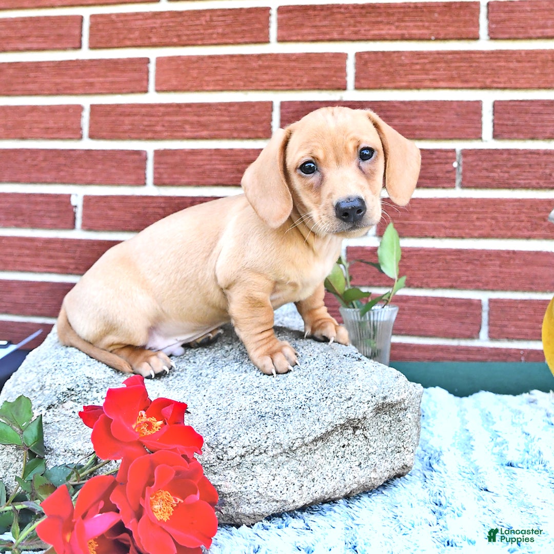 Miniature Dachshund dogs for sale: Twinkle - Image 13