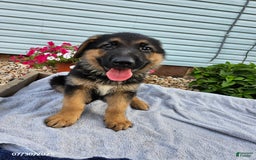 German Shepherd dogs for sale: Jonah - Image 2