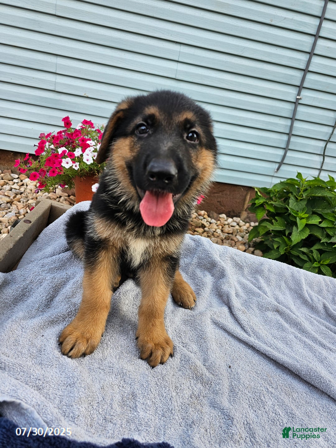 German Shepherd dogs for sale: Jonah - Image 2
