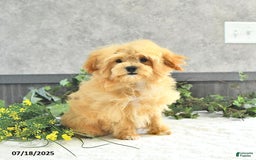 Maltipoo dogs for sale: Bella Extra Small - Image 19