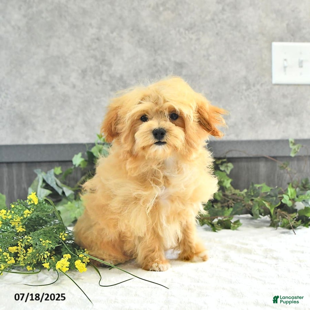 Maltipoo dogs for sale: Bella Extra Small - Image 19