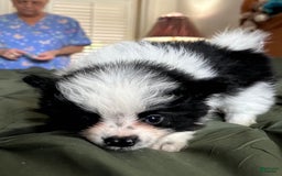 Pomeranian dogs for sale: Lexi Black - Image 8