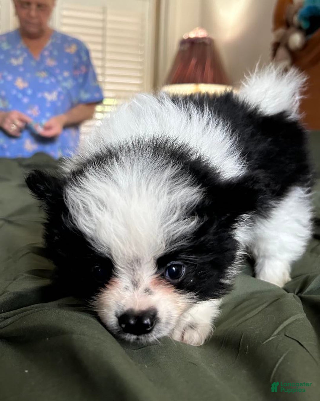 Pomeranian dogs for sale: Lexi Black - Image 8