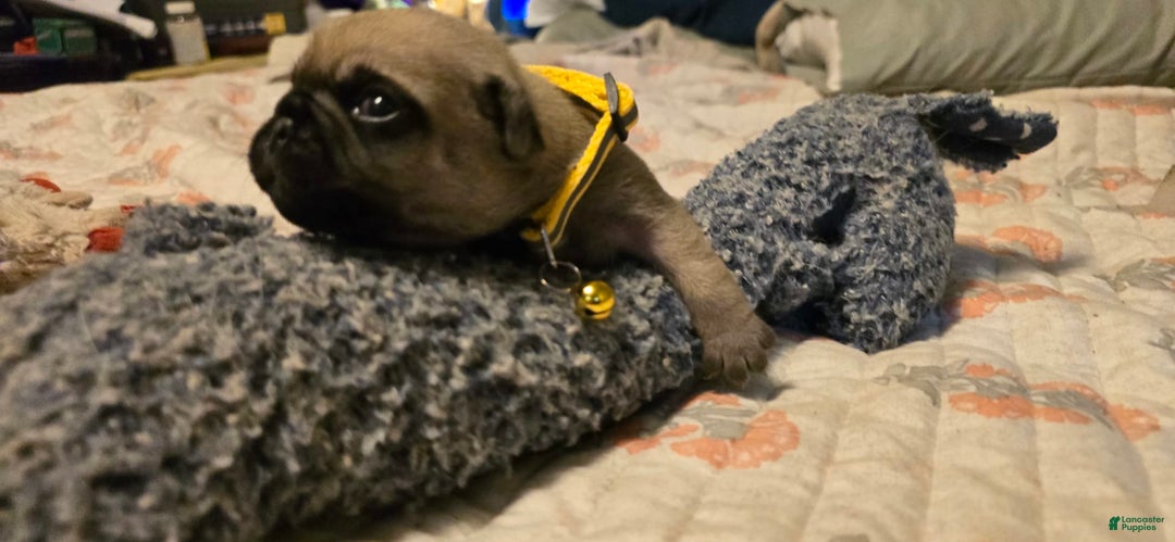 Pug dogs for sale: Davy - Image 2
