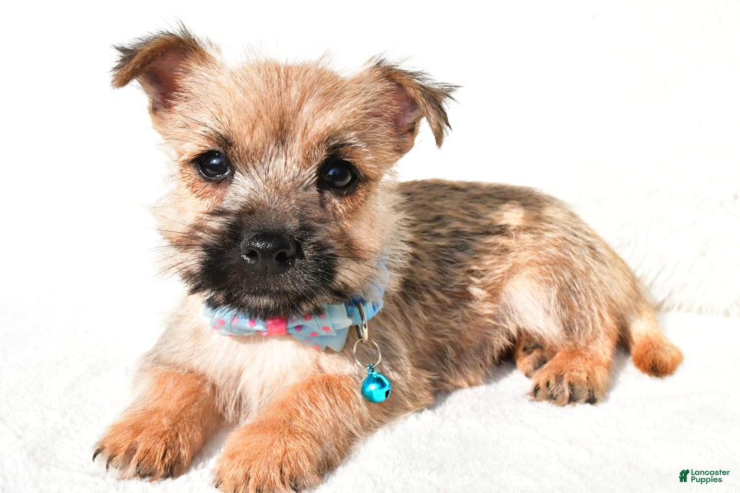 Cairn Terrier dogs for sale: Echo - Image 7
