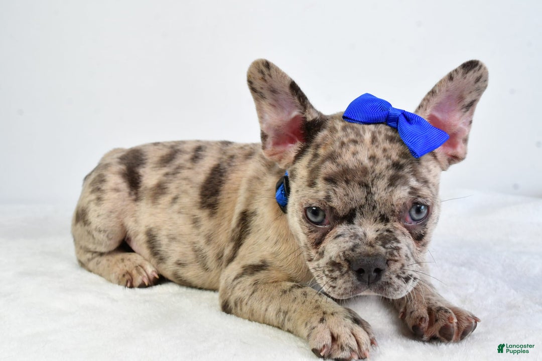 French Bulldog dogs for sale: French Bulldog 5 puppies - Image 11