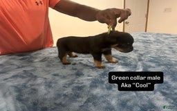 Rottweiler dogs for sale: Green Collar - Image 4