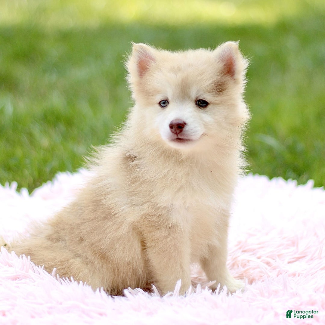Pomsky dogs for sale: Darla - Image 3