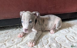 American Bully dogs for sale: Green Girl - Image 3