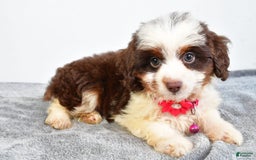 Mini Aussiedoodle dogs for sale: Amber - Image 8