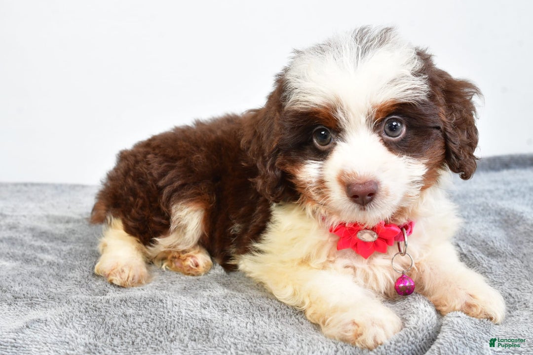 Mini Aussiedoodle dogs for sale: Amber - Image 8