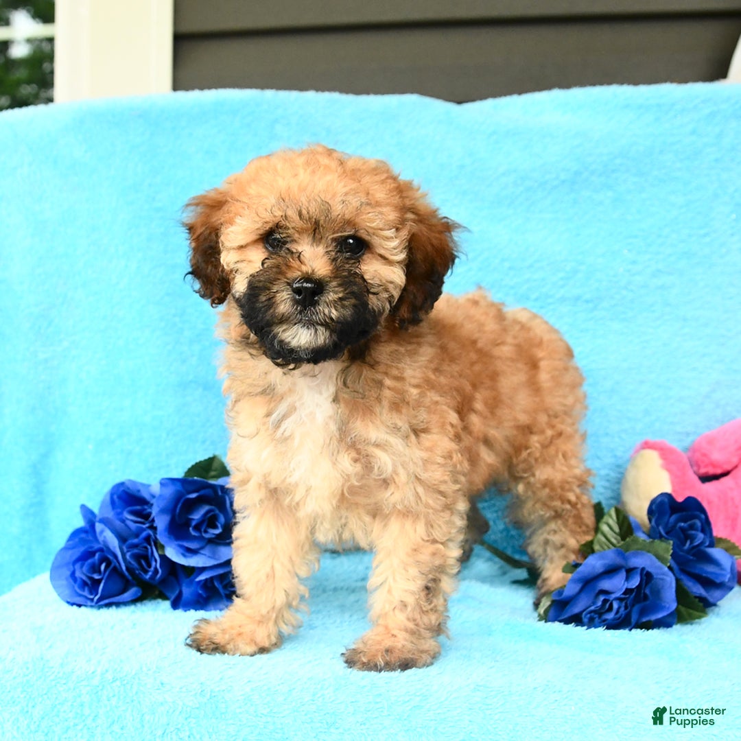 Shihpoo dogs for sale: Tilly - Image 2