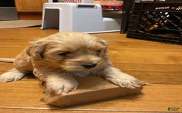 Cockapoo dogs for sale: Clyde - Image 1