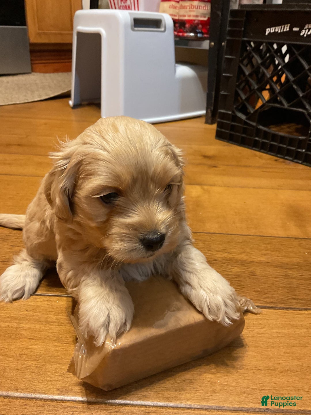 Cockapoo dogs for sale: Clyde - Image 1