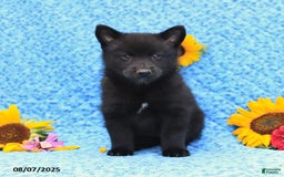 Pomsky dogs for sale: Minnie - Image 5