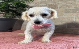 Yochon dogs for sale: Zoey - Image 8