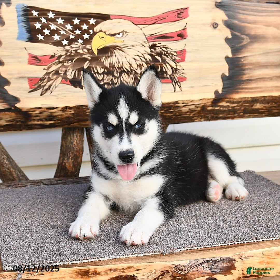 Siberian Husky dogs for sale: Roxanne - Image 2