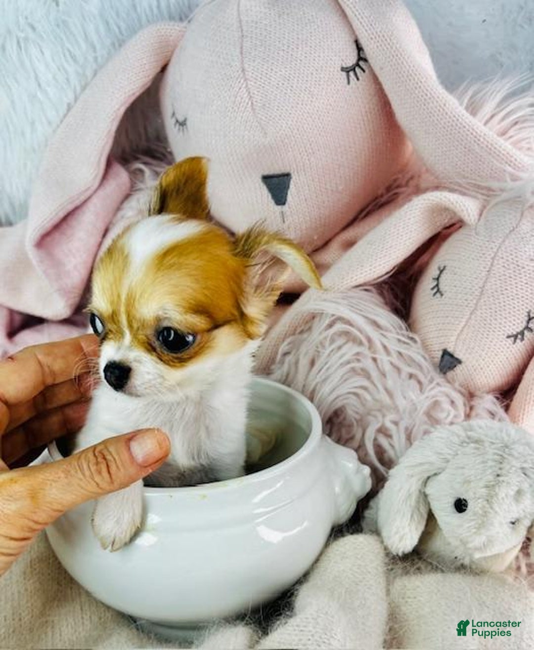 Chihuahua dogs for sale: Cynthia Teacup/pocketbook - Image 2