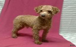 Cavapoo dogs for sale: Toby - Image 11