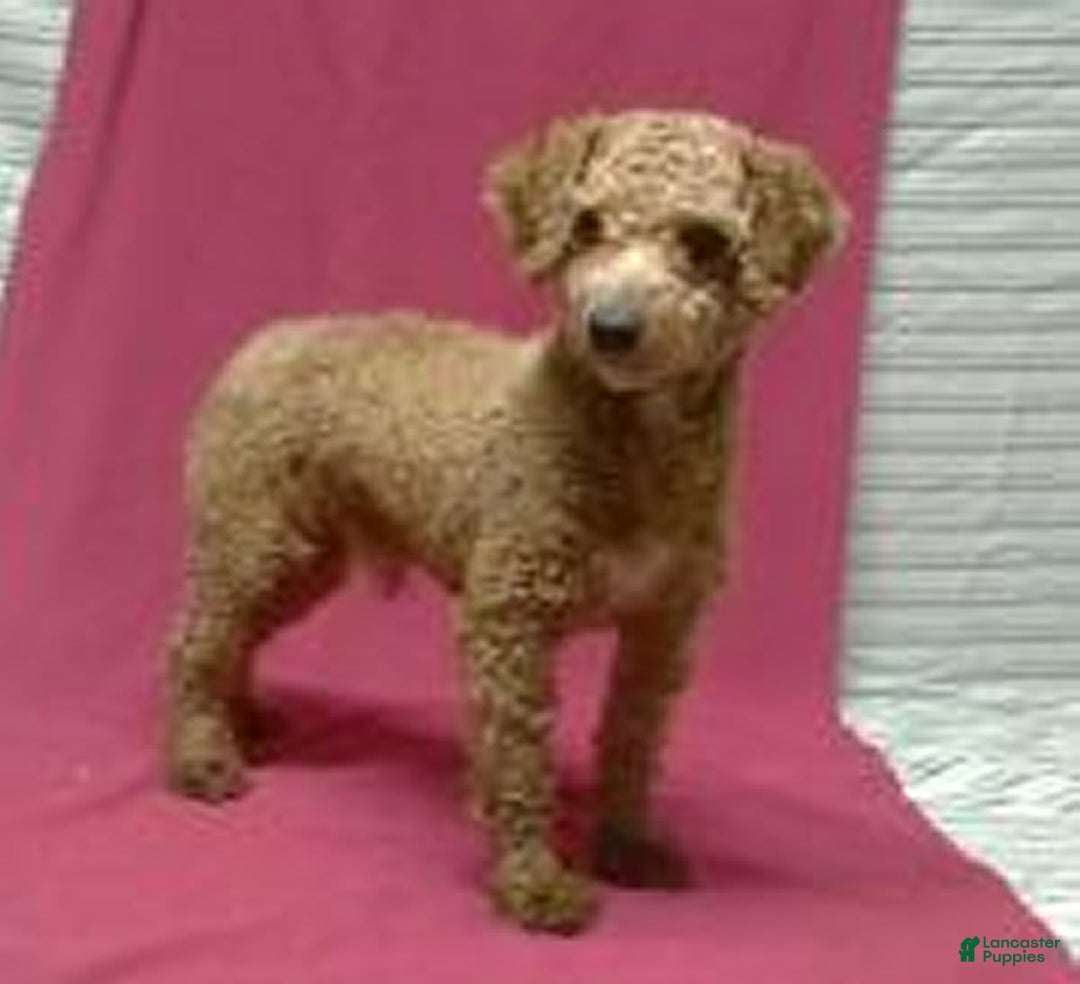 Cavapoo dogs for sale: Toby - Image 11