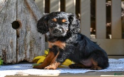 Cavapoo dogs for sale: Cavapoo 6 puppies - Image 2