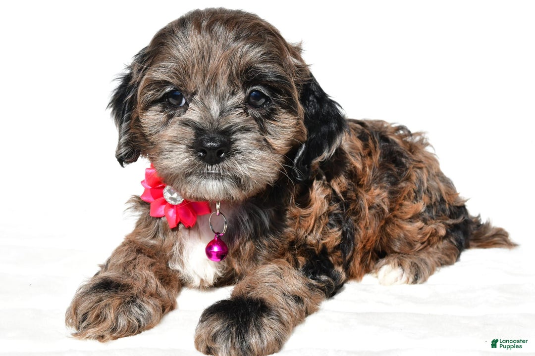 Cockapoo dogs for sale: Stalle - Image 6