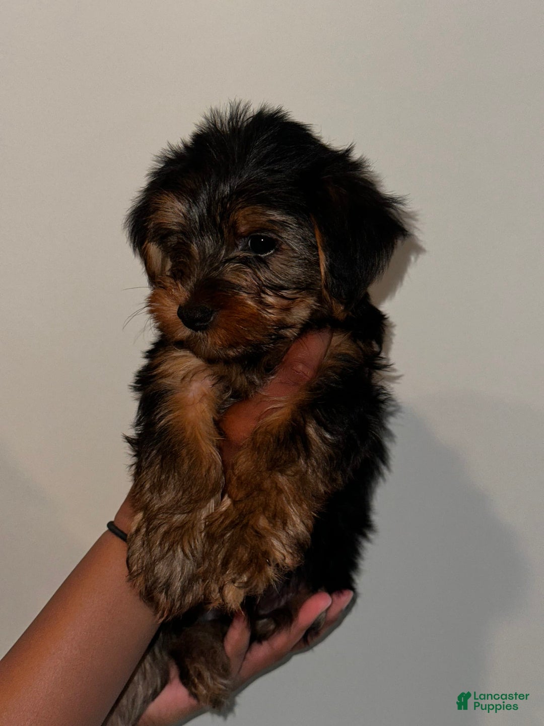 Yorkshire Terrier dogs for sale: Milo - Image 4