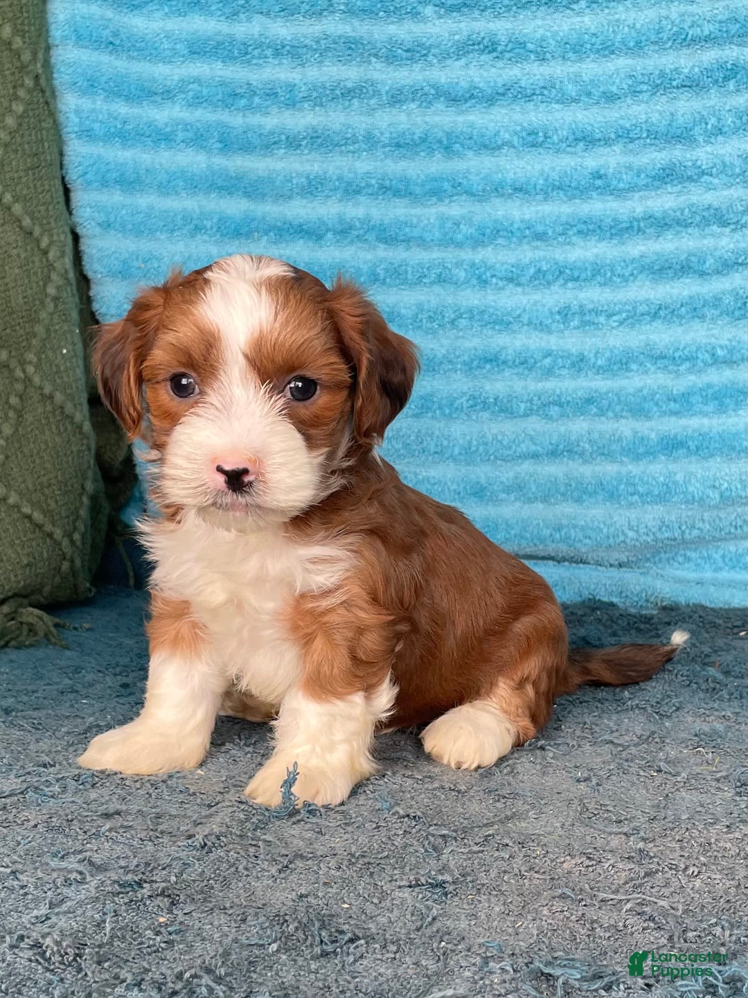 Havanese dogs for sale: Buster - Image 4
