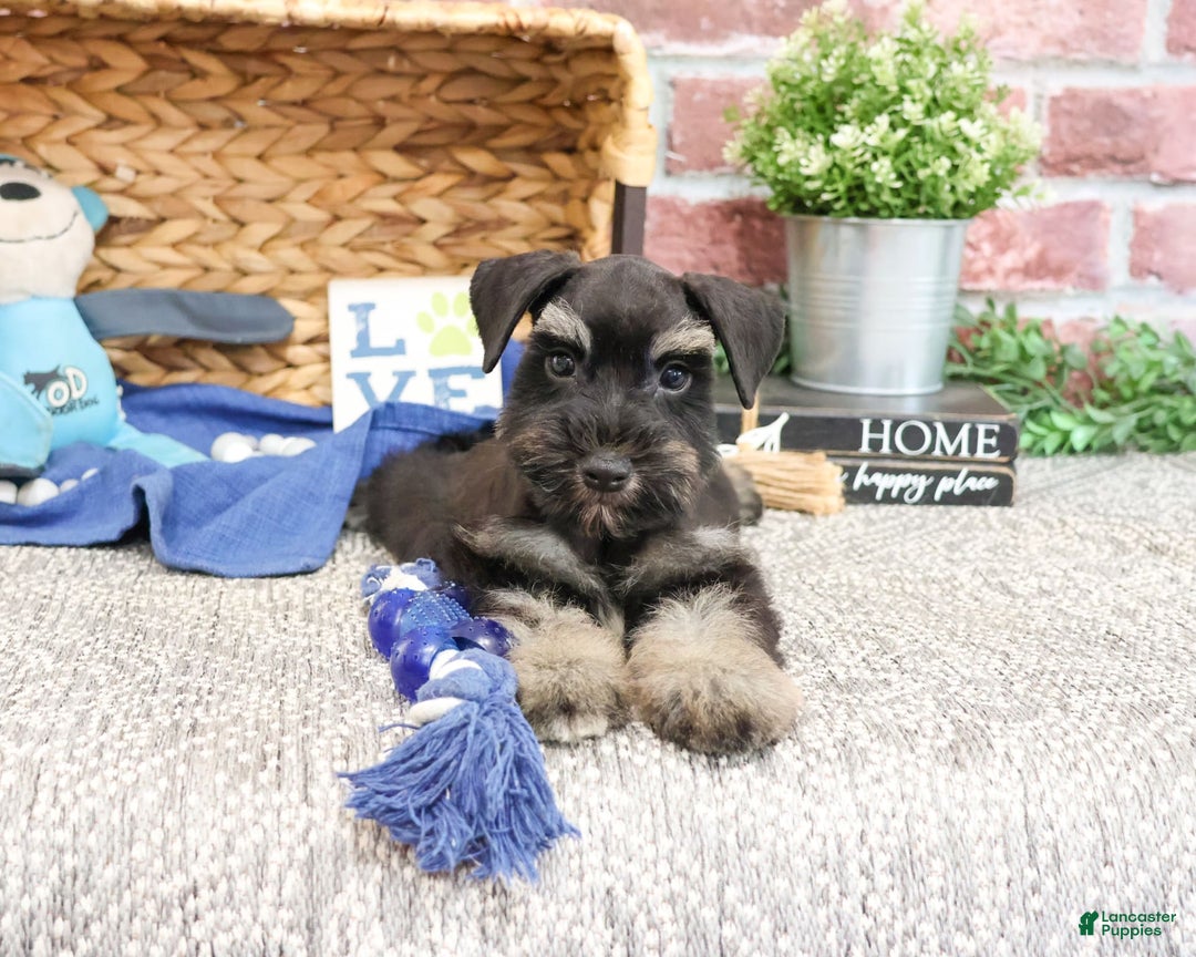 Miniature Schnauzer dogs for sale: Cameron - Image 4