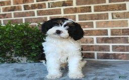 Cavapoo dogs for sale: Teddy - Image 3