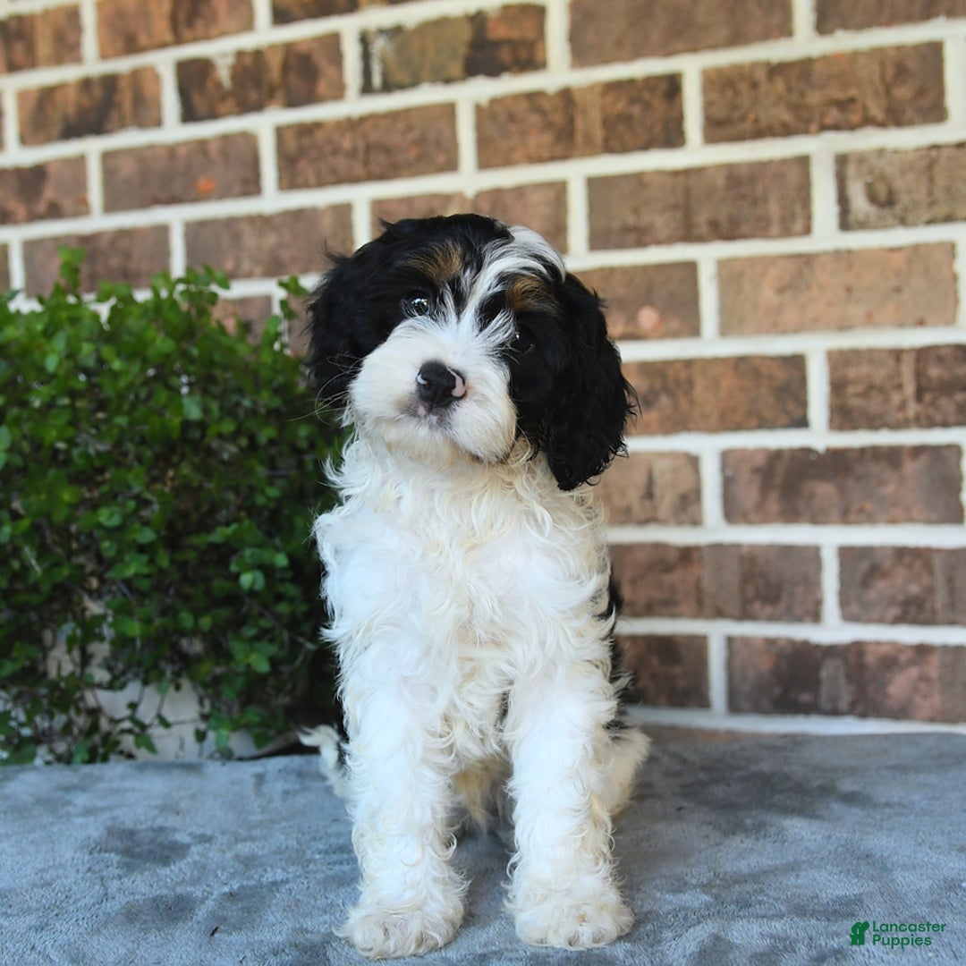 Cavapoo dogs for sale: Teddy - Image 3