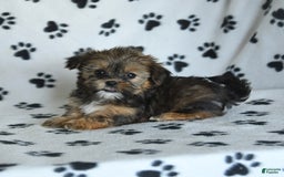 Shorkie dogs for sale: Hudson - Image 4