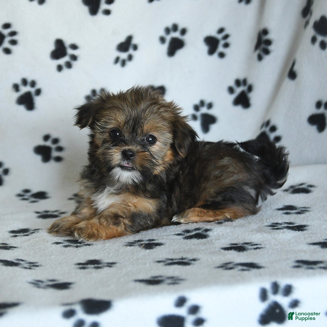 Shorkie dogs for sale: Hudson - Image 4