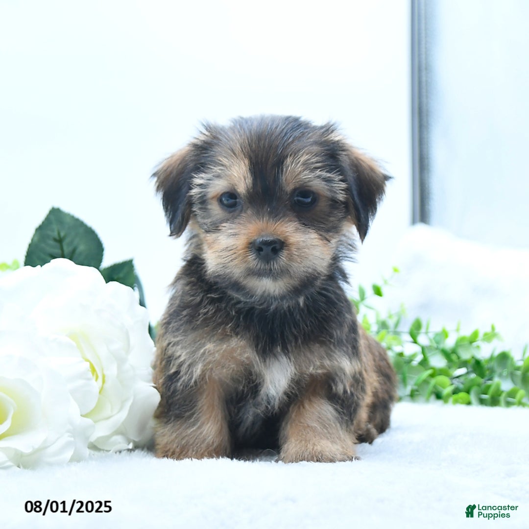 Shorkie dogs for sale: Lydell - Image 2