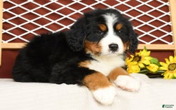 Bernese Mountain Dog dogs for sale: Ronald - Image 4