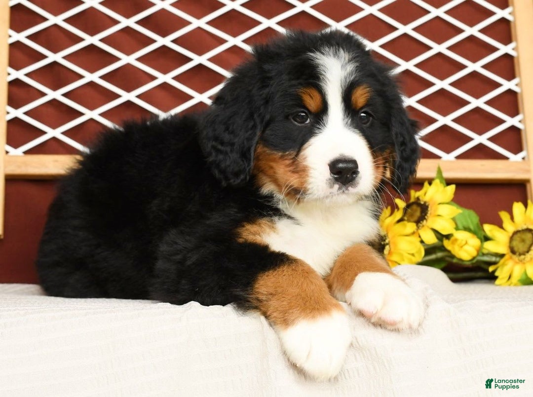 Bernese Mountain Dog dogs for sale: Ronald - Image 4