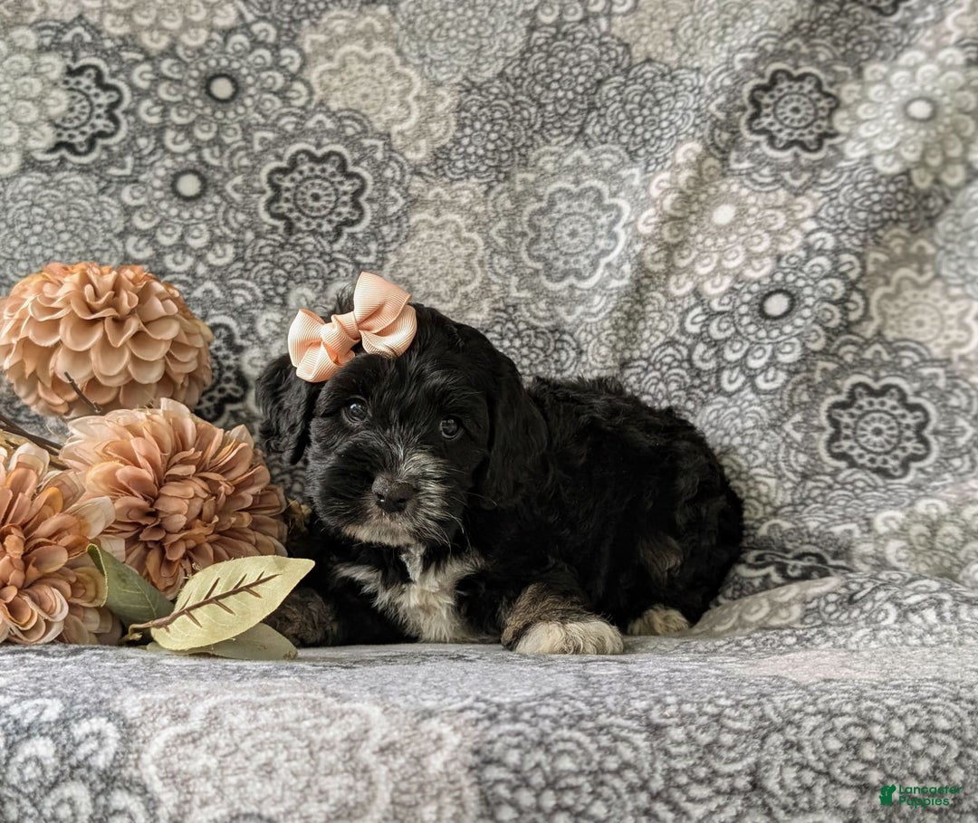 Cockapoo dogs for sale: Charlena - Image 5