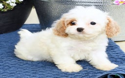 Cavapoo dogs for sale: Bailey - Image 6