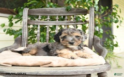  dogs for sale: Mini Goldendoodle 2 puppies - Image 8