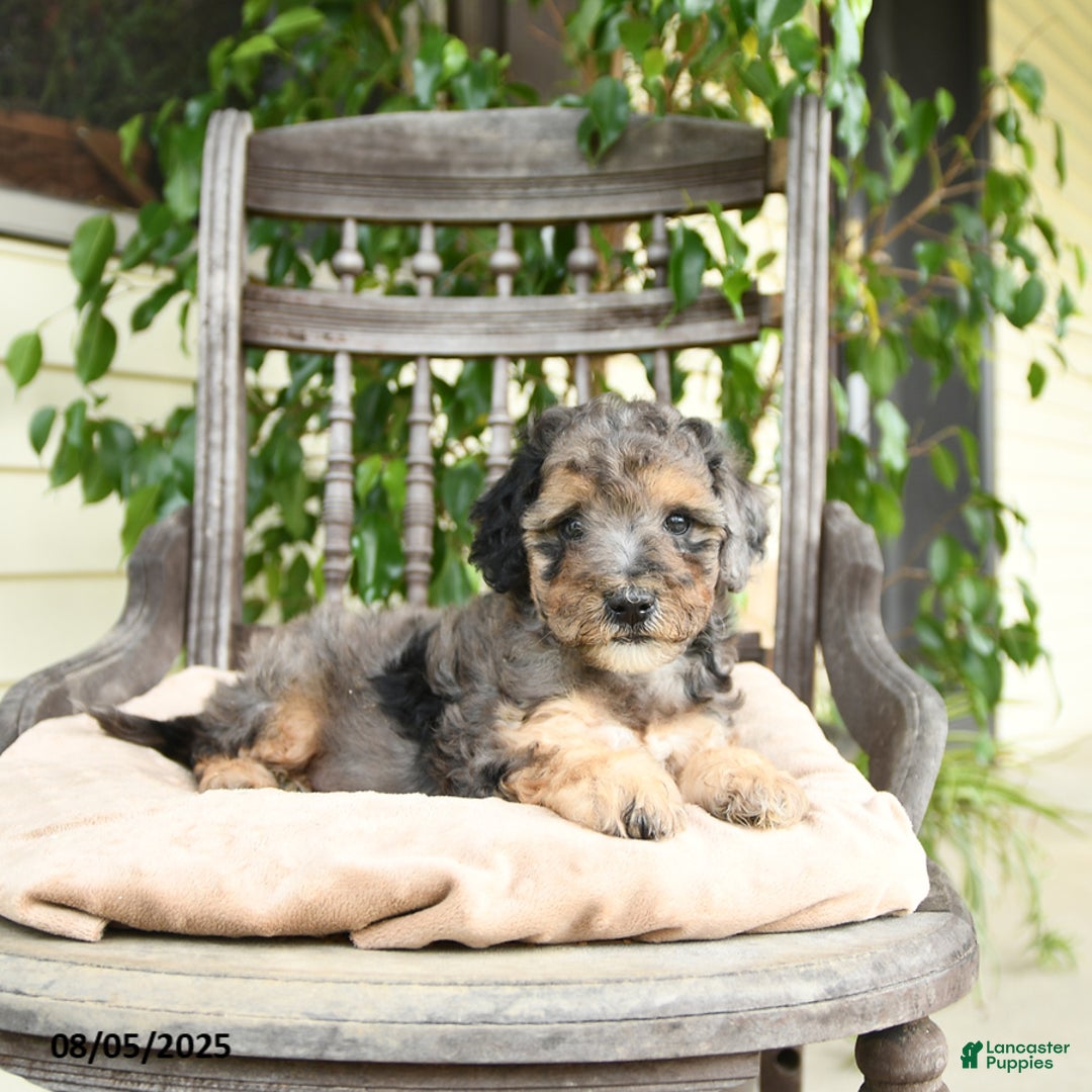  dogs for sale: Mini Goldendoodle 2 puppies - Image 8