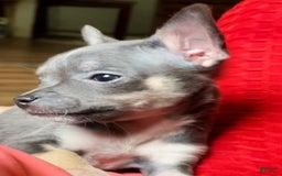 Chihuahua dogs for sale: Sweet Star - Image 5