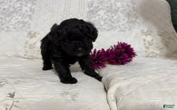Shihpoo dogs for sale: Lucky - Image 1