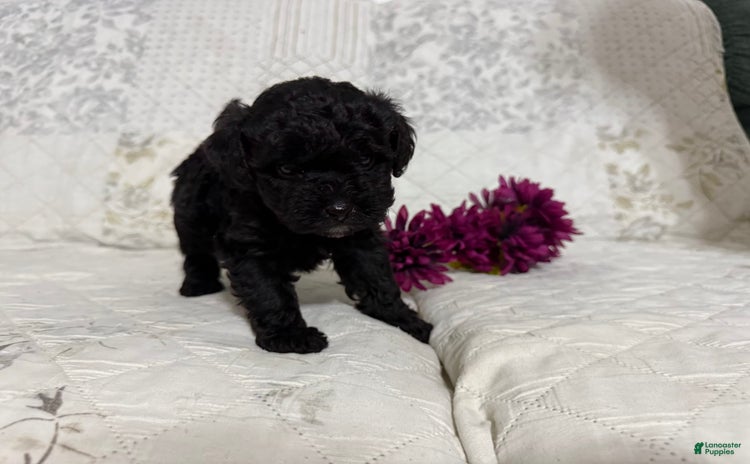 Shihpoo dogs for sale - Ad 3
