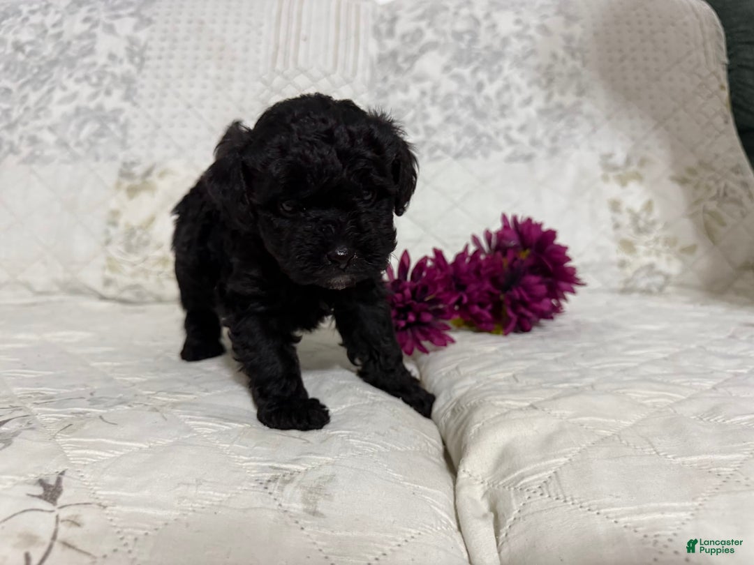 Shihpoo dogs for sale: Lucky - Image 1
