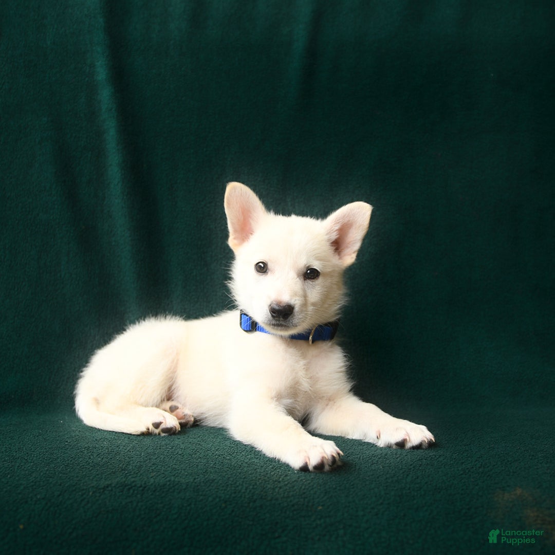 American Eskimo dogs for sale: Saint - Image 3