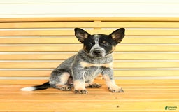 Australian Cattle Dog dogs for sale: Muffin - Image 5