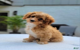 Cavapoo dogs for sale: Poppy - Image 2