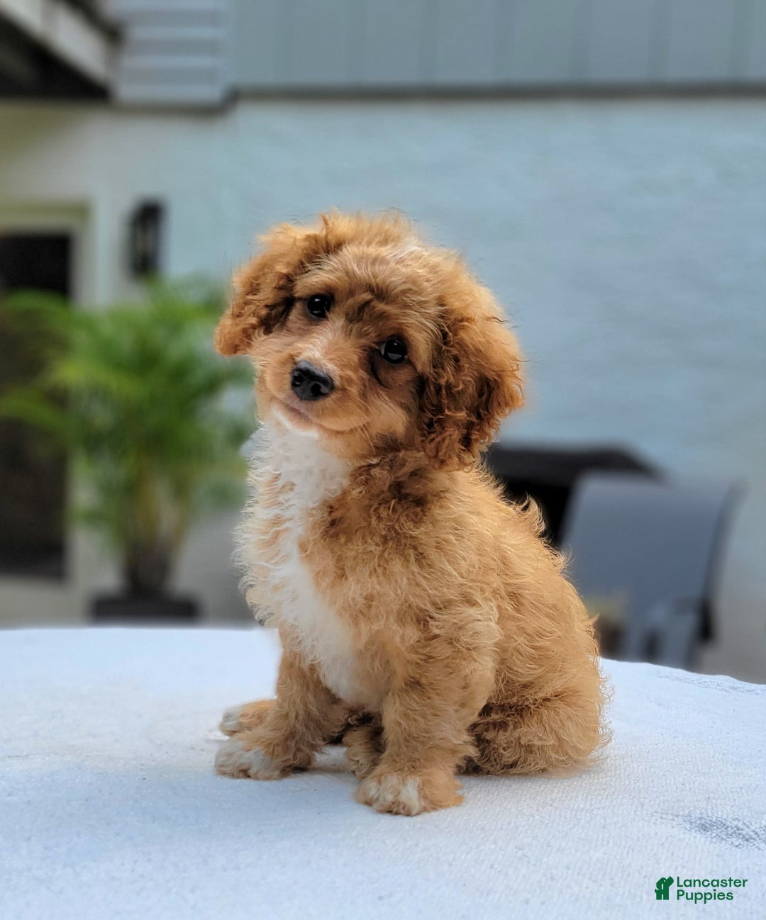 Cavapoo dogs for sale: Poppy - Image 2