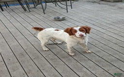 Brittany Spaniel dogs for sale: Jameson - Image 5